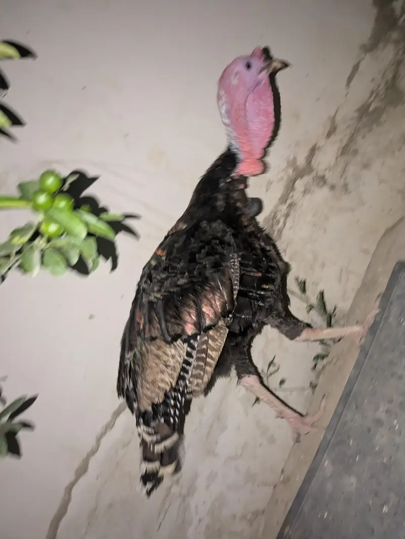 Turkey blue male — photo 11