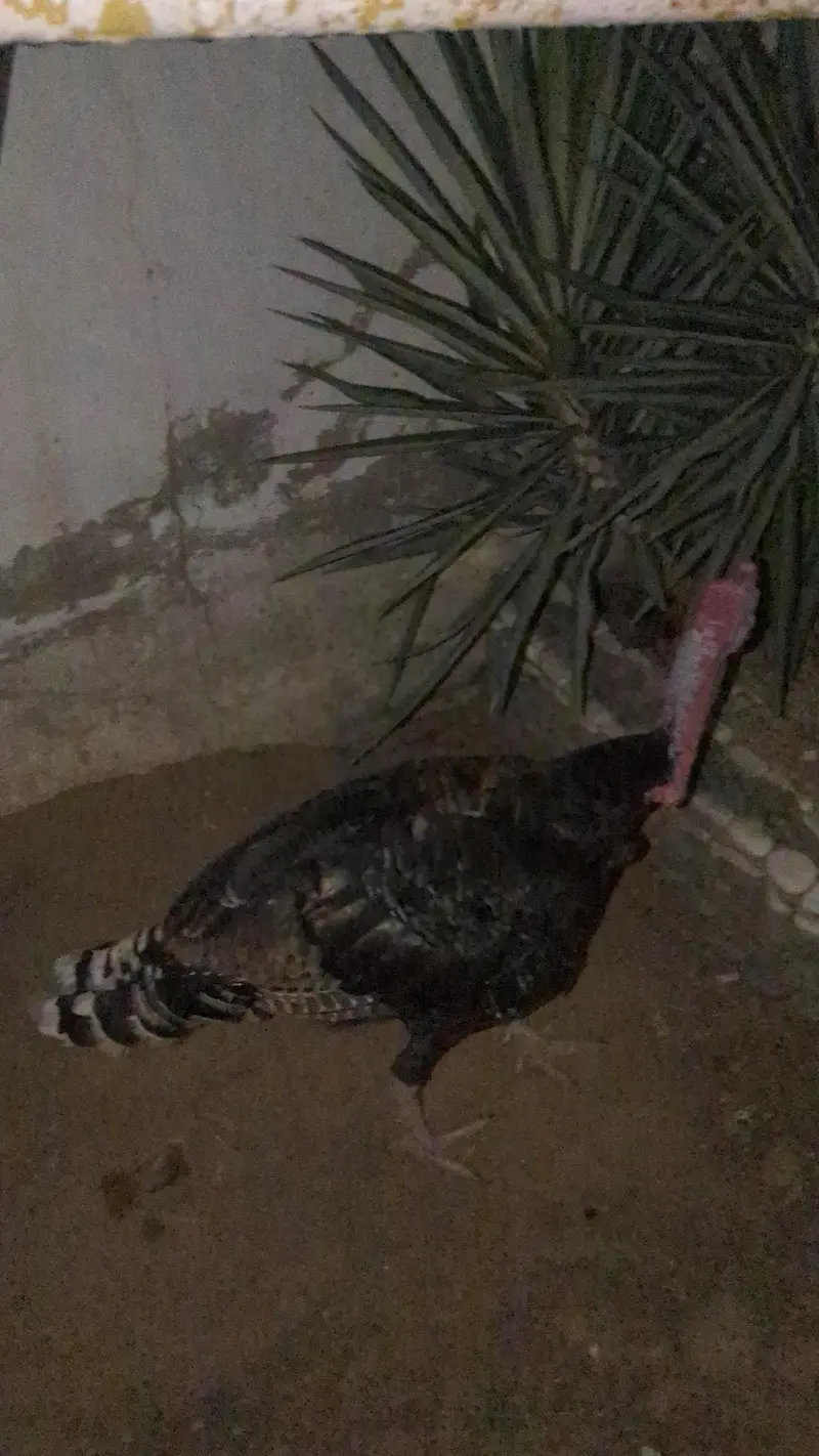 Turkey blue male — photo 12