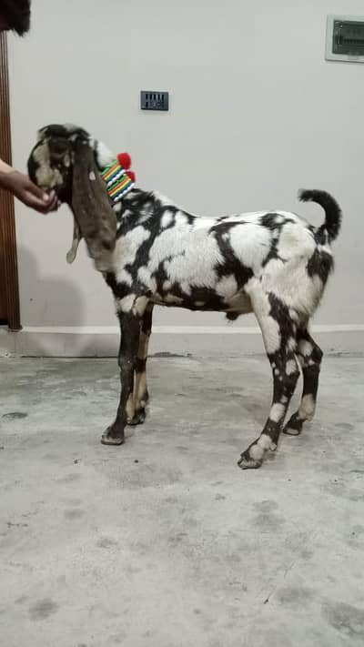 Bakra for sale shera print 03105669855