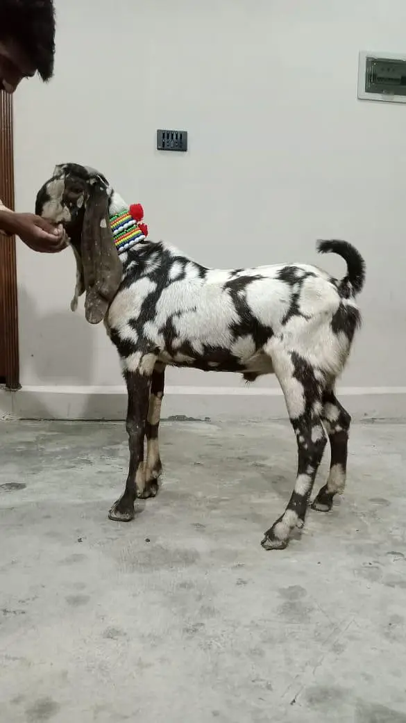 Bakra for sale shera print 03105669855 — photo 2