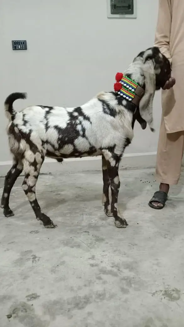 Bakra for sale shera print 03105669855 — photo 3