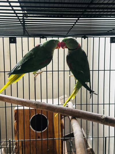 Ringneck Pair & Raw Pair for Sale  Healthy Birds