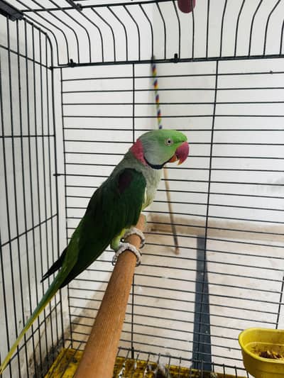 Cockatiel Handtame and Raw Male