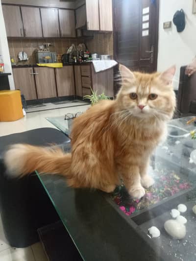 authentic double mix with triple coat