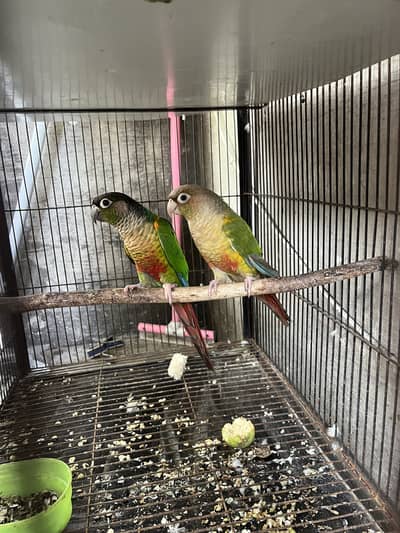urjant sale green chick and pinapple piar