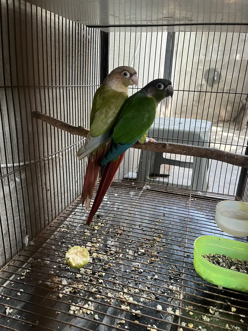 urjant sale green chick and pinapple piar — photo 2
