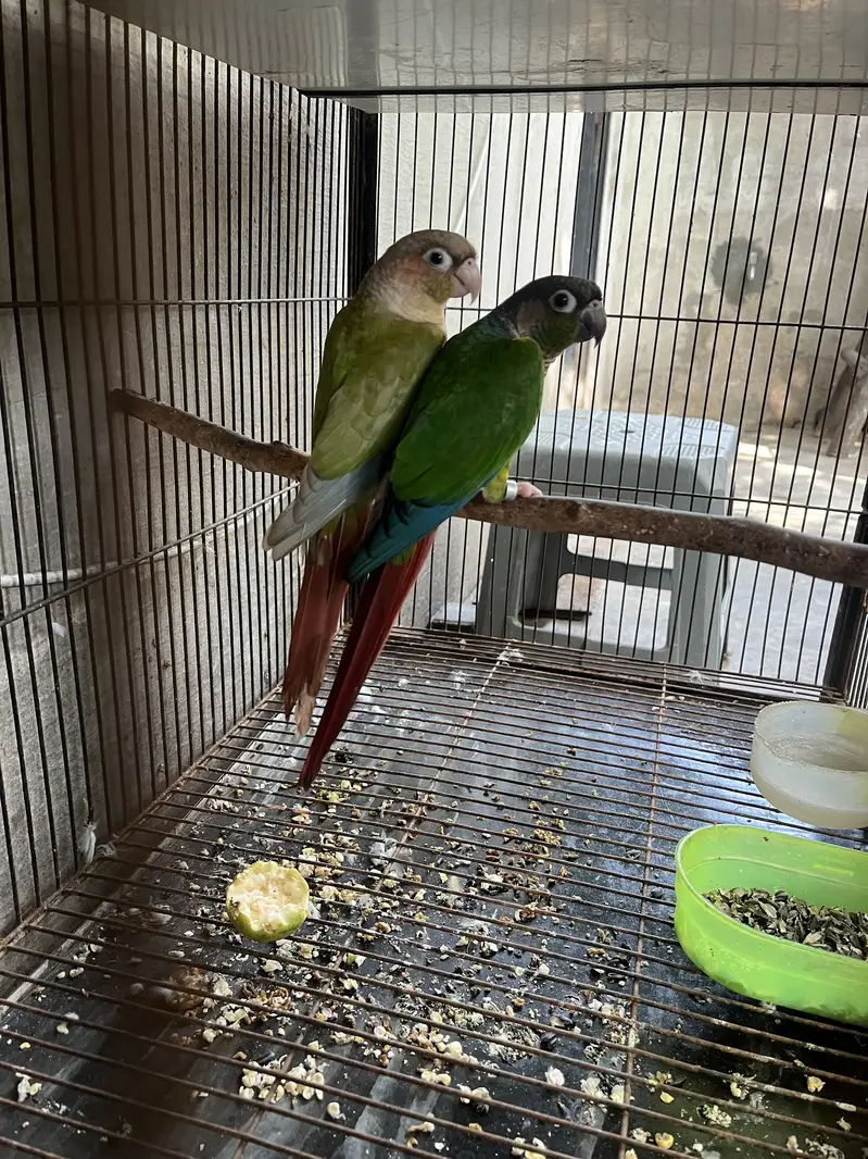 urjant sale green chick and pinapple piar — photo 3