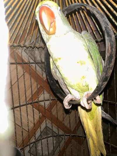 Pahari Raw Parrot