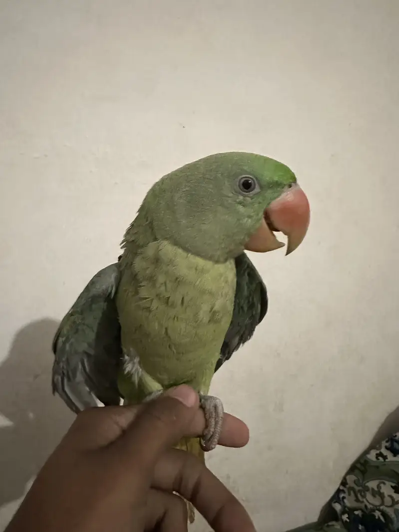 Pahari Raw Parrot — photo 2