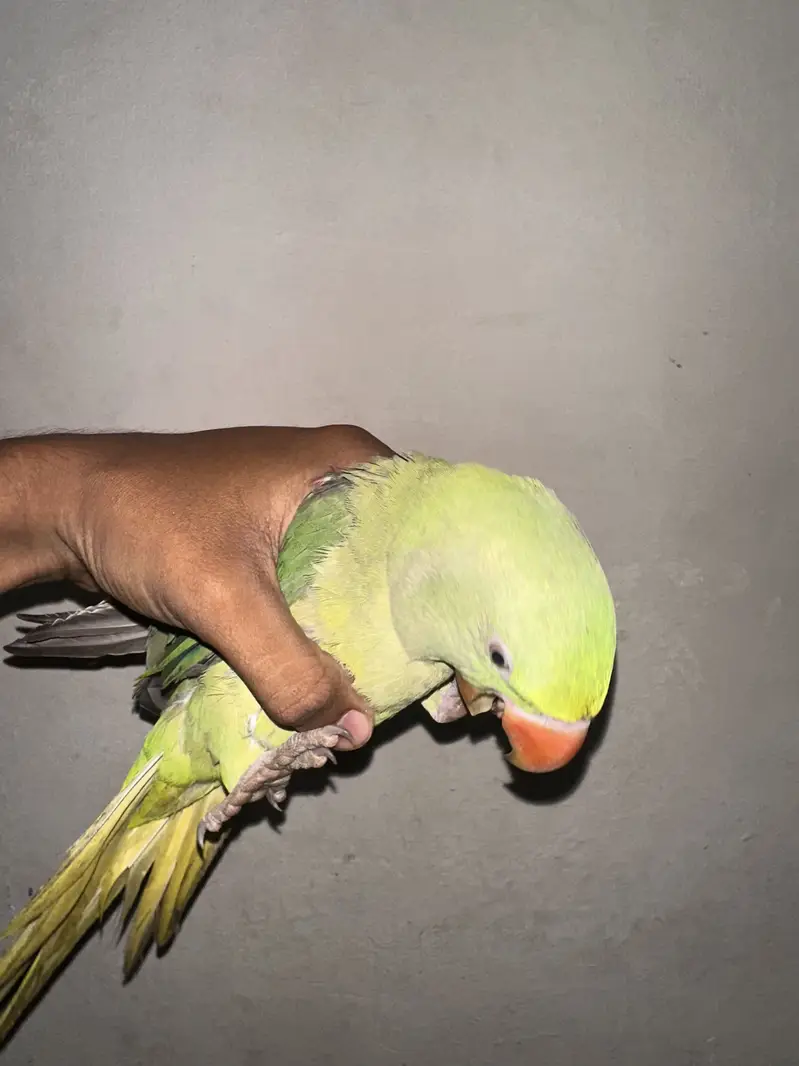 Pahari Raw Parrot — photo 3