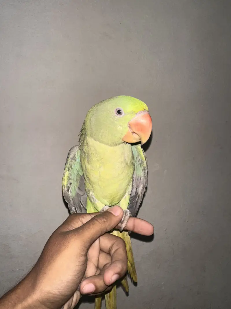 Pahari Raw Parrot — photo 4