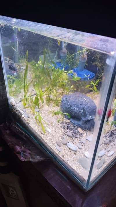1.5 Ft Complete Planted Aquarium Setup + 10 Fish