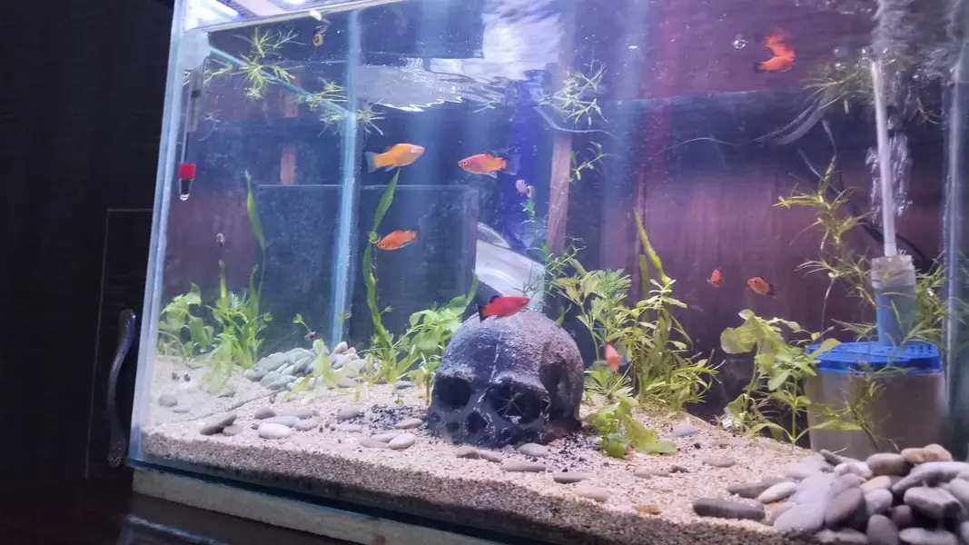 1.5 Ft Complete Planted Aquarium Setup + 10 Fish — photo 2