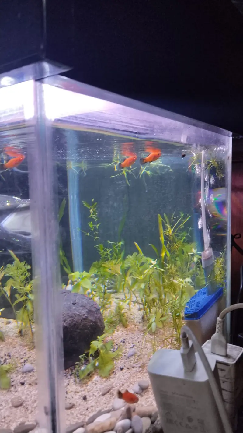 1.5 Ft Complete Planted Aquarium Setup + 10 Fish — photo 3