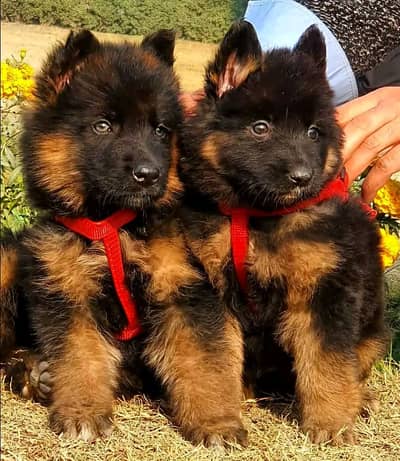 German shepherd puppies for sale healthy