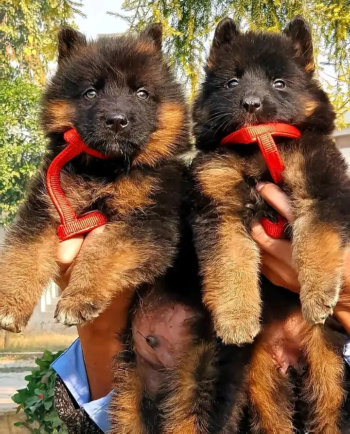 German shepherd puppies for sale healthy — photo 2