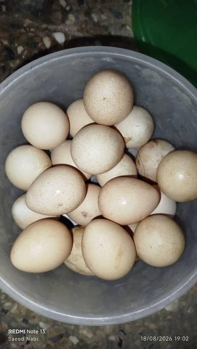 Guinea fowl eggs for sel 20 eggs