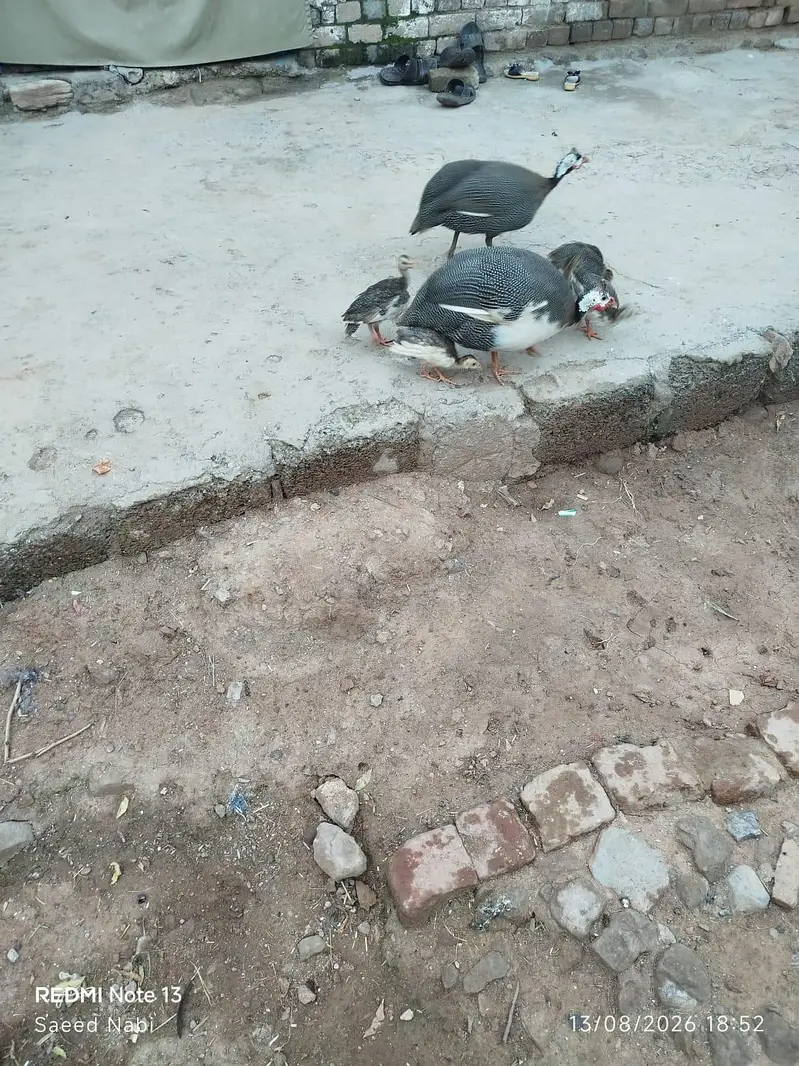 Guinea fowl eggs for sel 20 eggs — photo 2