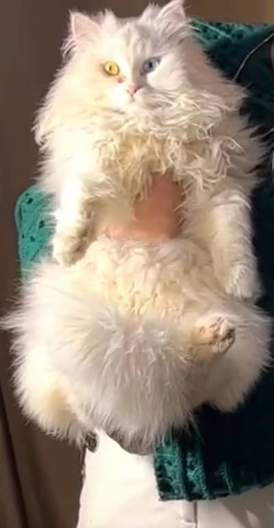 Persian Male cat
