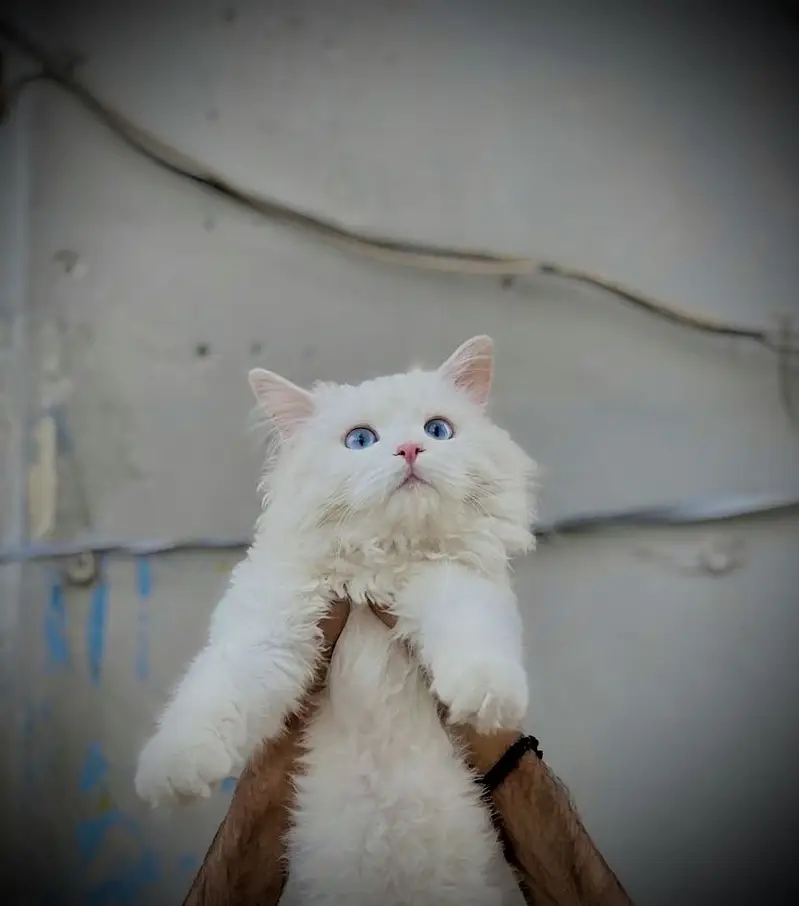 Blue eyes Premium bread full long coat — photo 3
