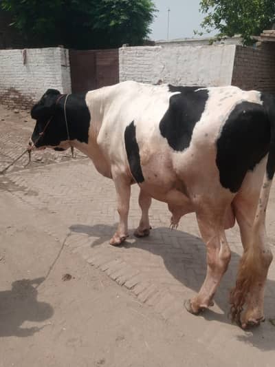 Ferision bareeder bull for sale