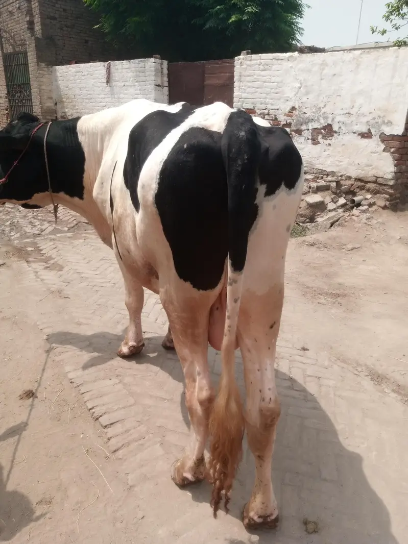 Ferision bareeder bull for sale — photo 2