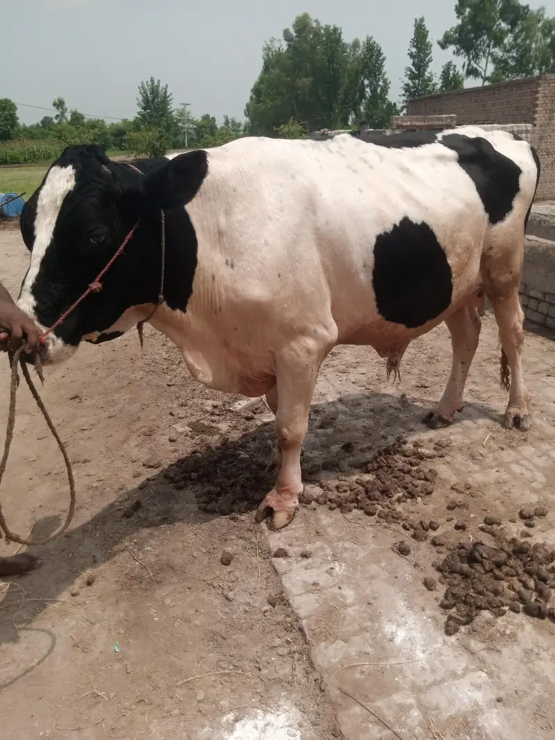 Ferision bareeder bull for sale — photo 3