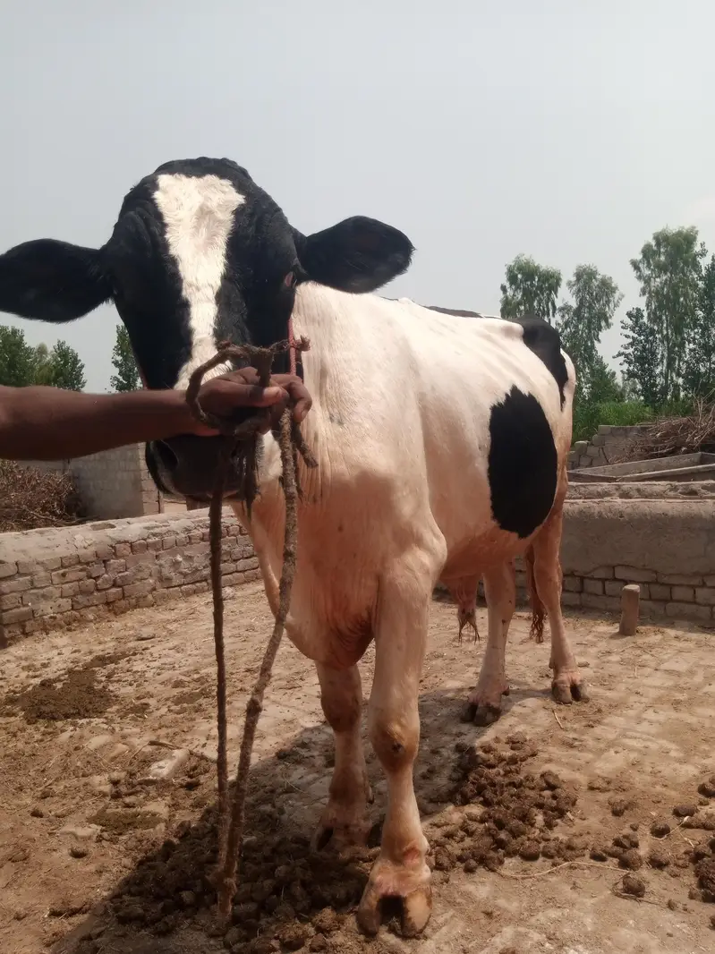 Ferision bareeder bull for sale — photo 4