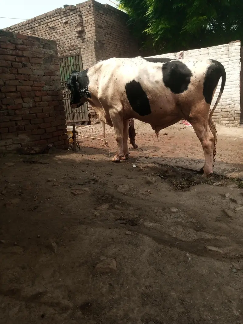 Ferision bareeder bull for sale — photo 5