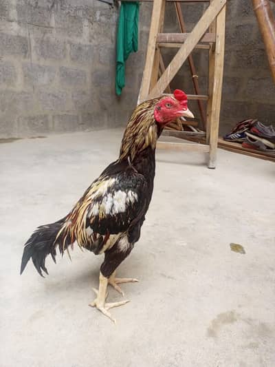 aseel kala jawa what's up nmbr 03142146344