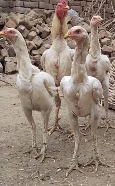 white aseel