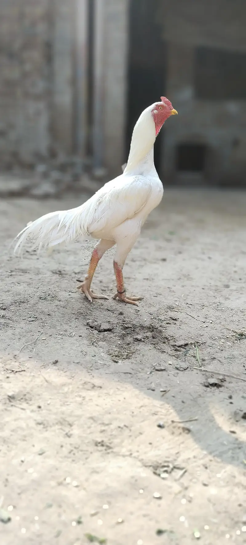 white aseel — photo 2