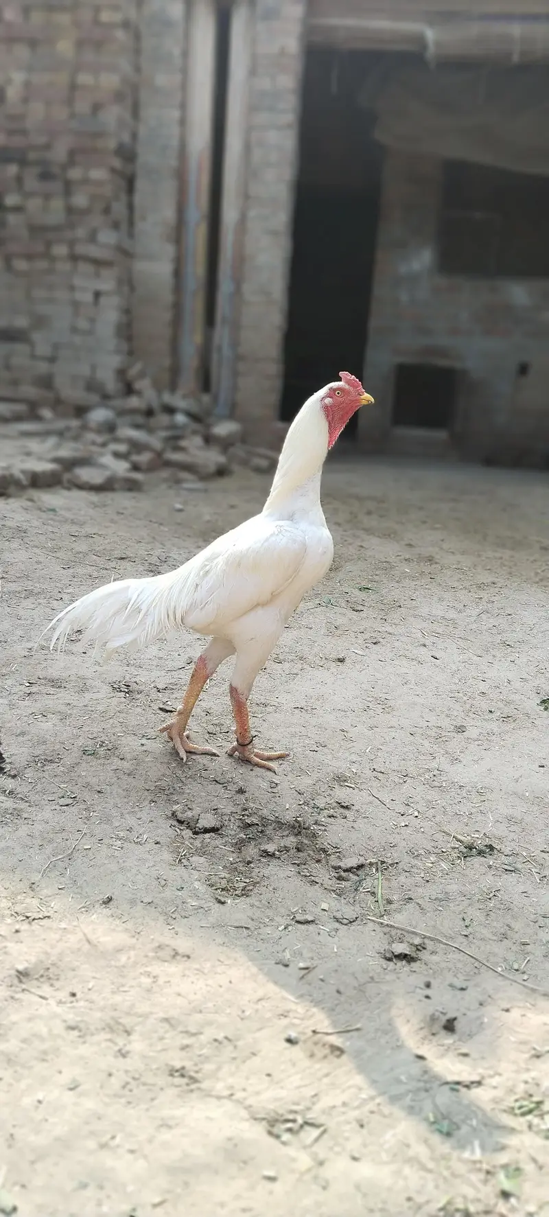 white aseel — photo 3
