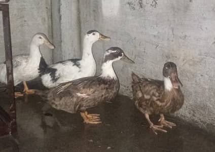 ducks