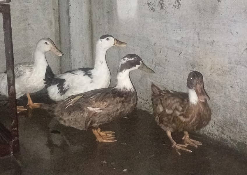 ducks 0
