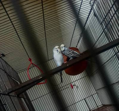 Exhibition  pair