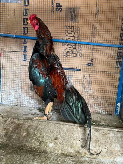 Aseel muga or murgia