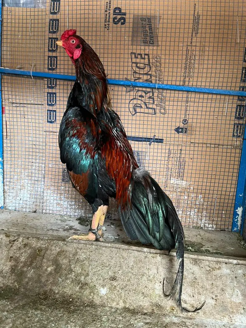Aseel muga or murgia — photo 2