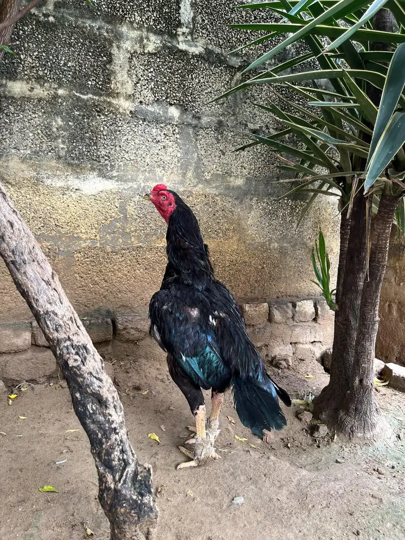 Aseel muga or murgia — photo 4