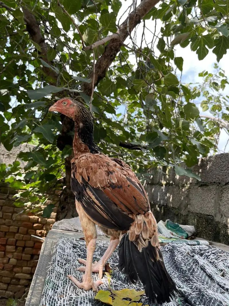 Aseel muga or murgia — photo 5