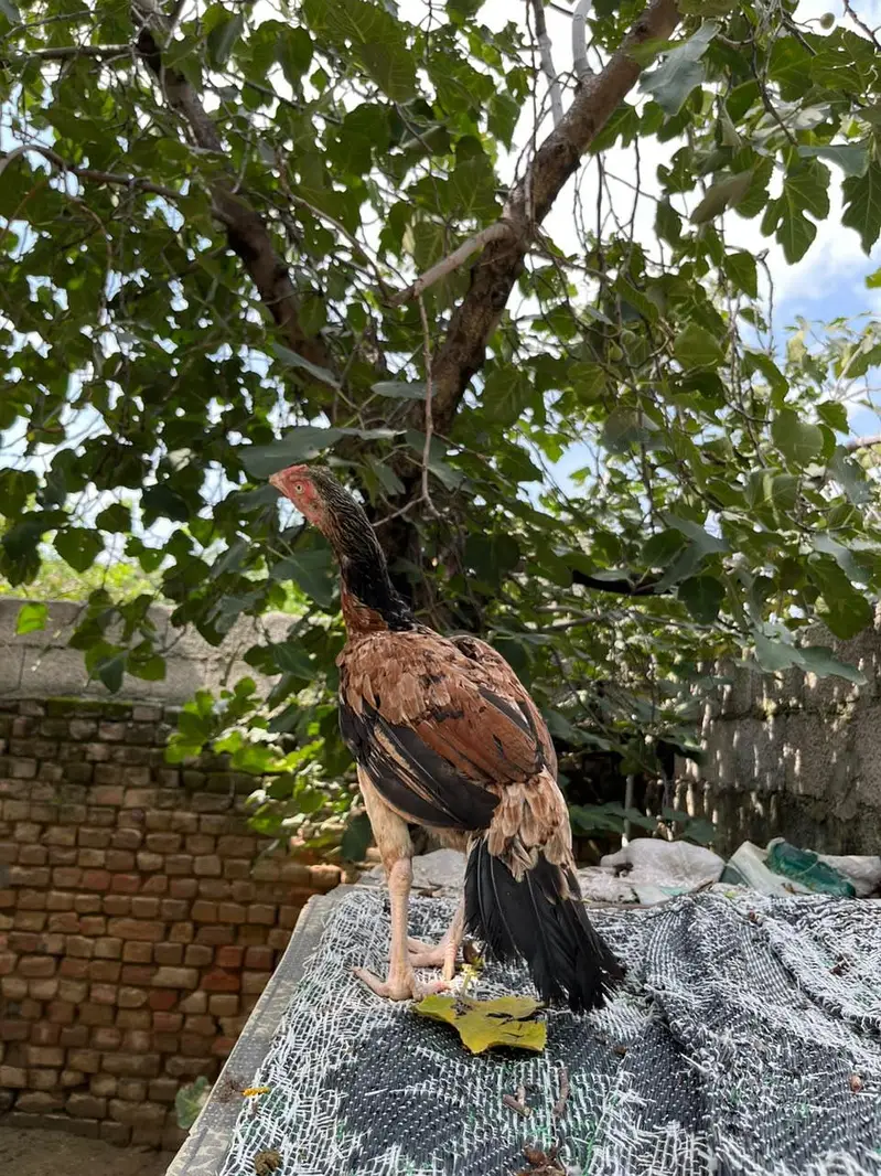 Aseel muga or murgia — photo 6