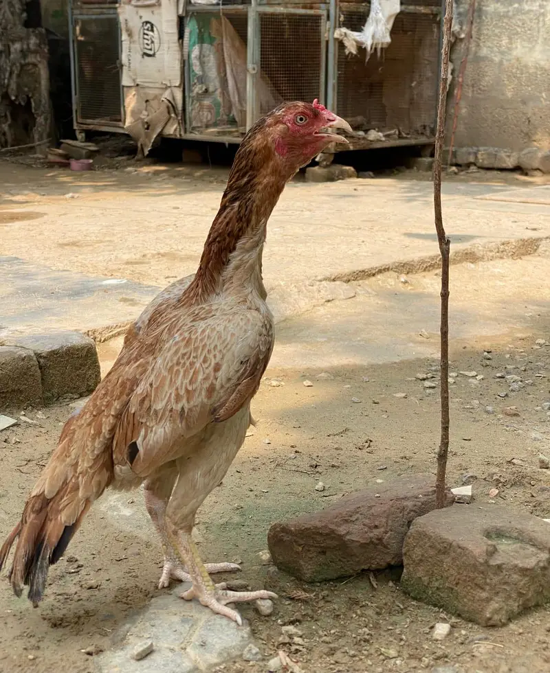 Aseel muga or murgia — photo 7