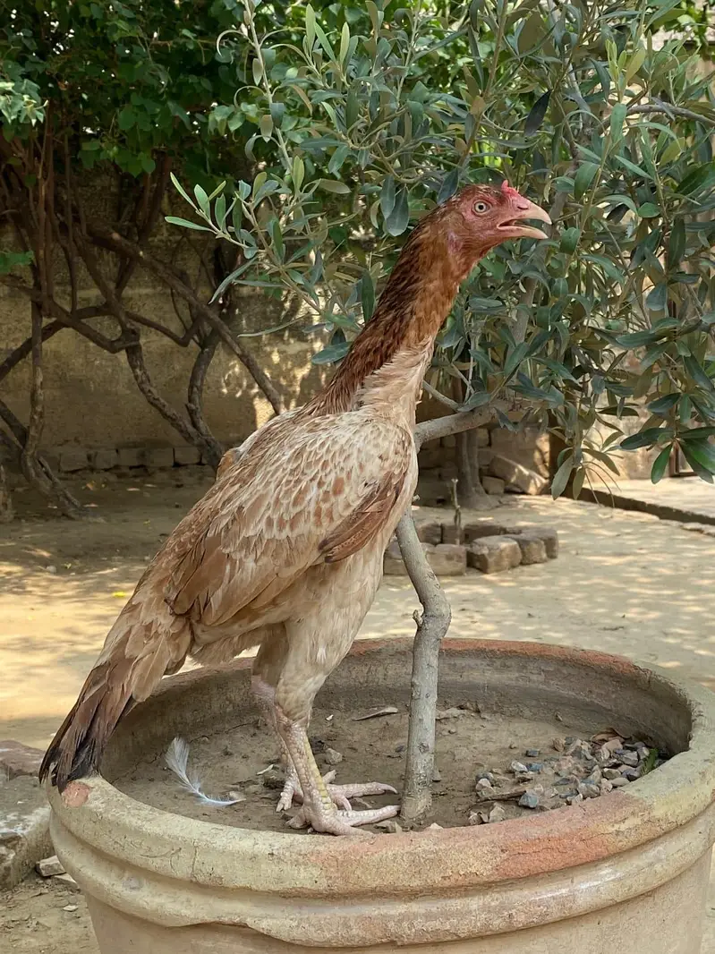 Aseel muga or murgia — photo 8