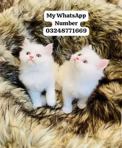 Persion Cat 2 month age for sale