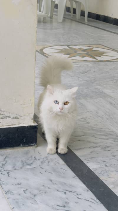 Active and playful Fluffy Heavy Coat White Persian Male Cat