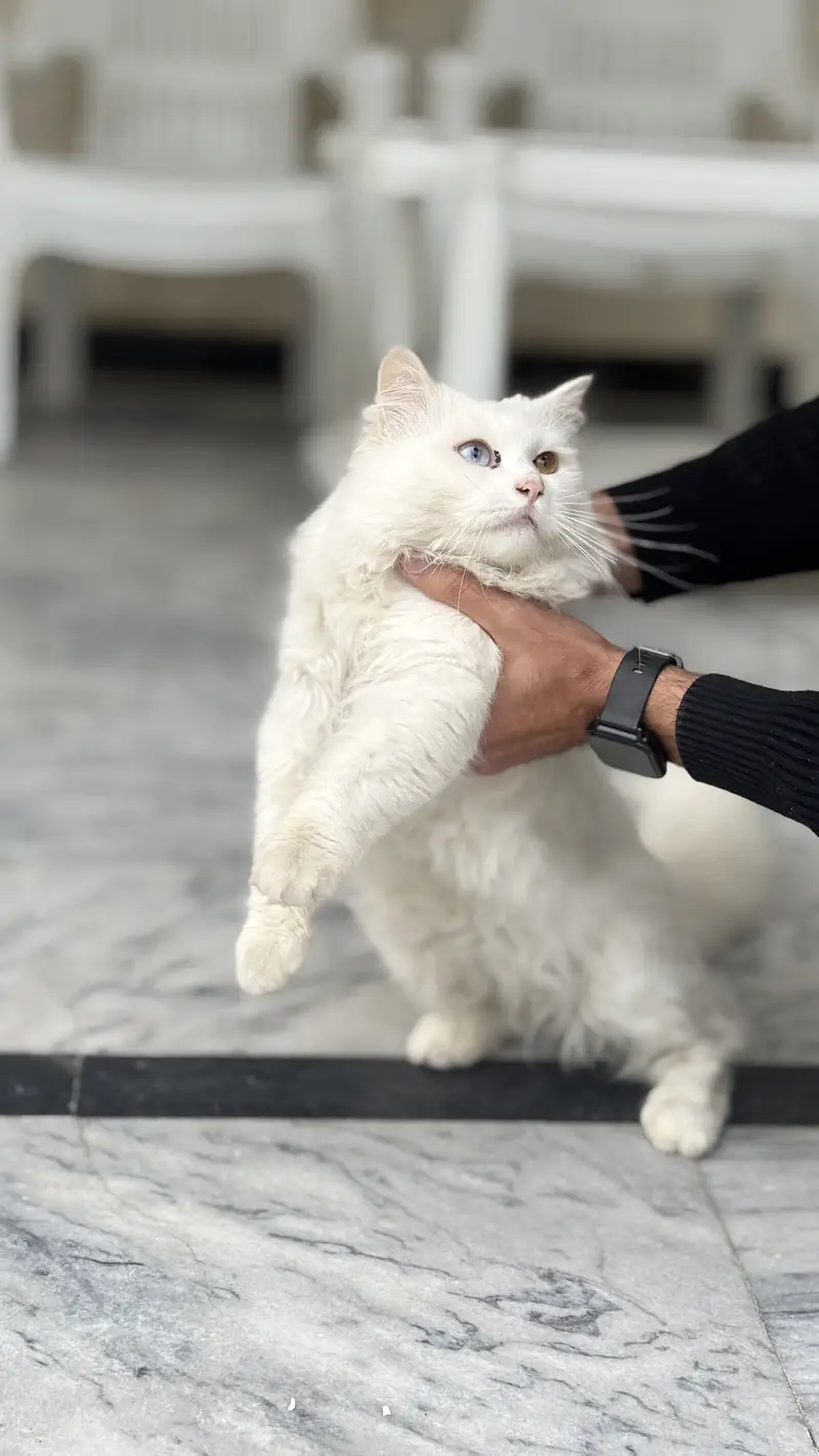 Active and playful Fluffy Heavy Coat White Persian Male Cat — photo 2