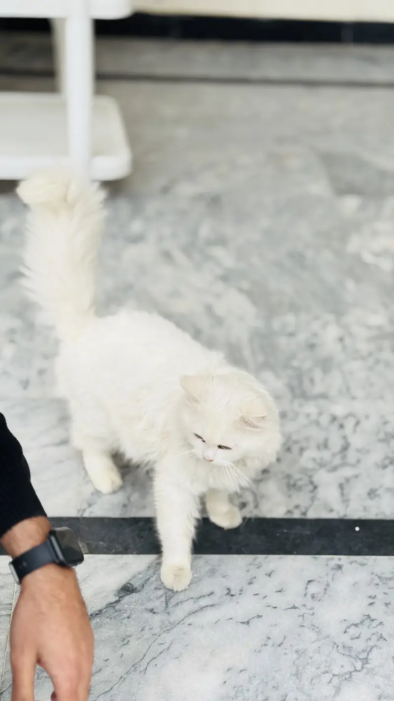 Active and playful Fluffy Heavy Coat White Persian Male Cat — photo 3