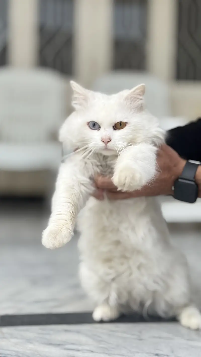 Active and playful Fluffy Heavy Coat White Persian Male Cat — photo 4