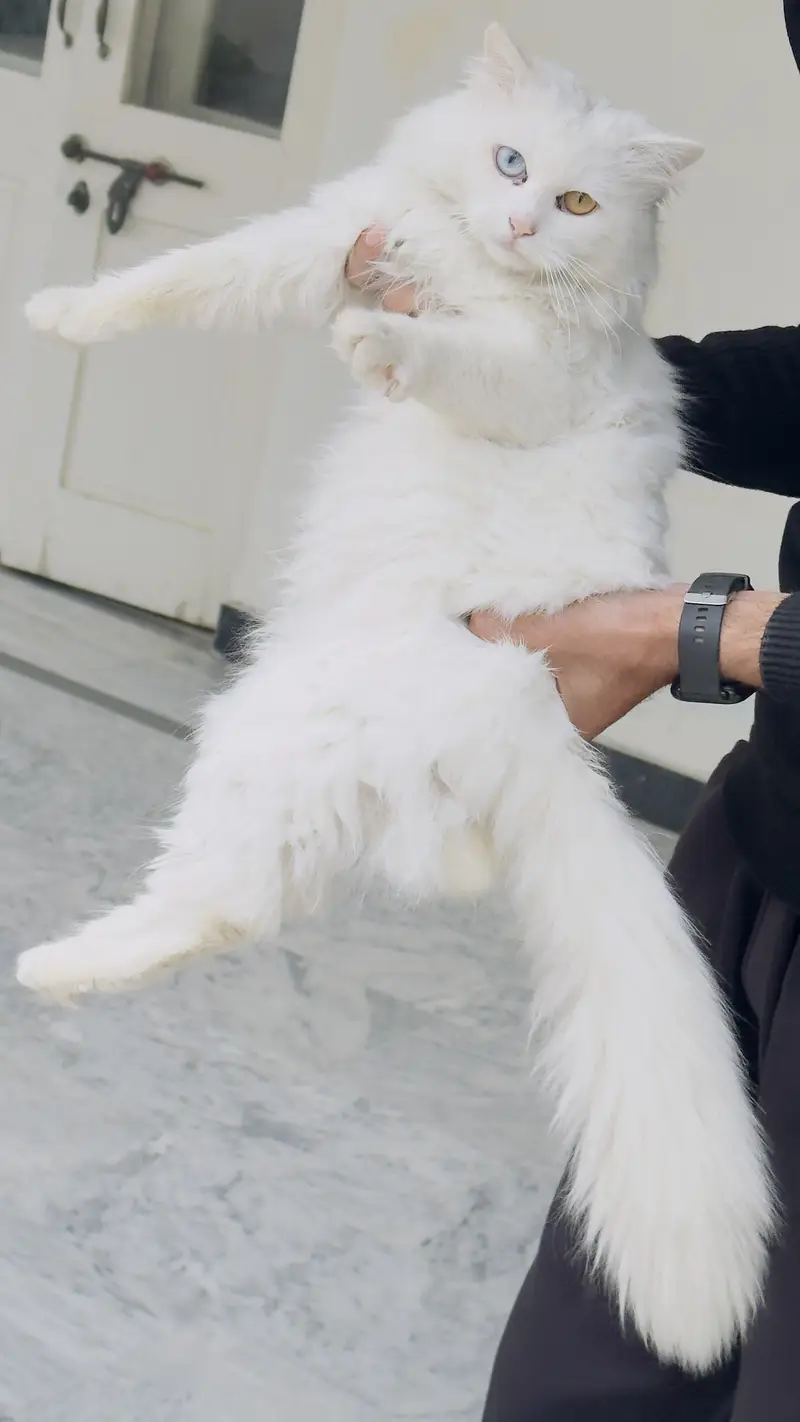 Active and playful Fluffy Heavy Coat White Persian Male Cat — photo 5