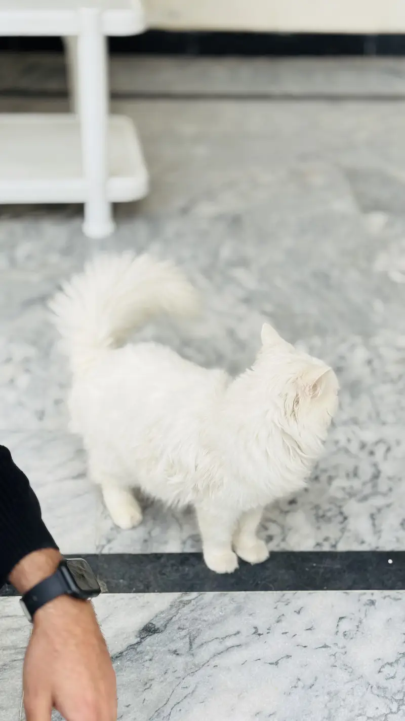 Active and playful Fluffy Heavy Coat White Persian Male Cat — photo 6